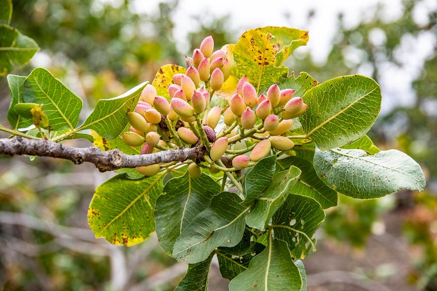 Il Pistacchio - qualità e benefici per la salute 2